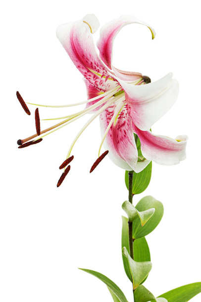 Велика біло-рожева квітка лілії, ізольована на білому тлі
 - Фото, зображення