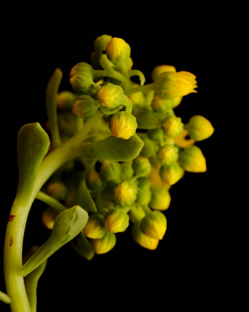 Flora of Gran Canaria - buds of Aeonium spathulatum, small houseleek endemic to Canary islands  isolated on black - Fotoğraf, Görsel