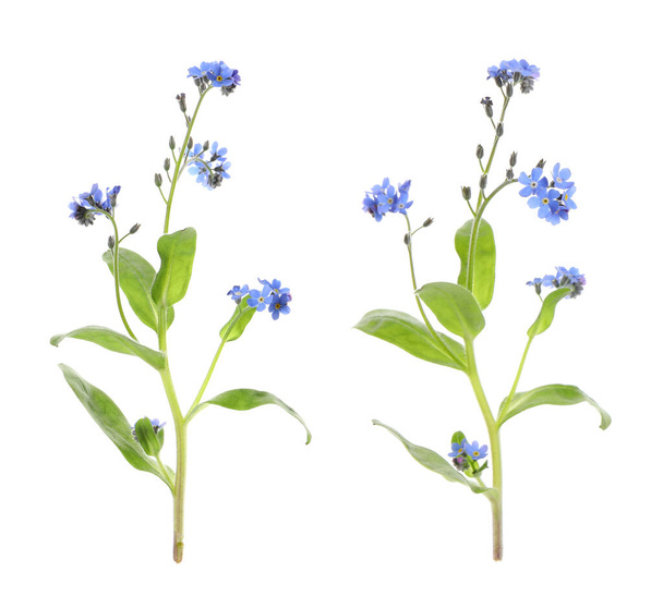 Beautiful tender forget me not flowers on white background  - Foto, Imagem