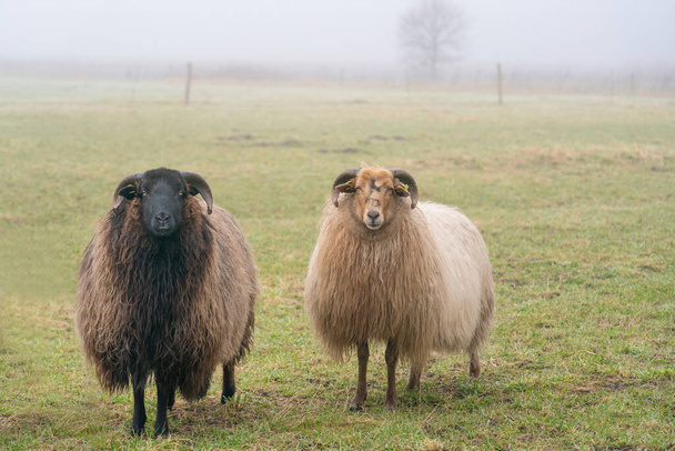 Dwie owce we mgle. Patrzą w kamerę, nagrywają szczegóły. Pasza dla owiec na wiosennej trawie. Szukajcie jedzenia. Rolnictwo i hodowla tradycyjna ekstensywna - Zdjęcie, obraz