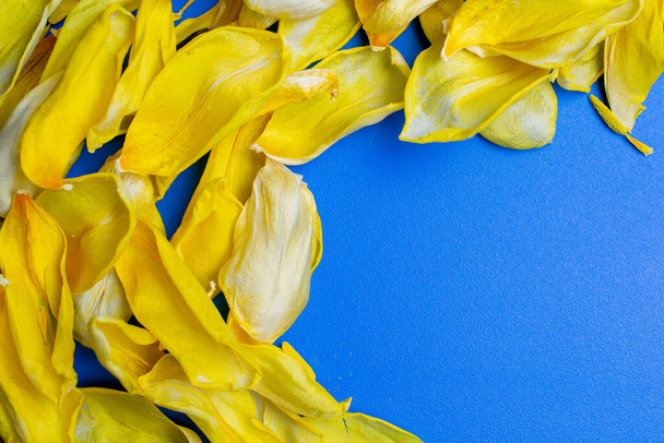 makro zdjęcie suchych żółtych płatków kwiatów tulipanów na tapecie niebieski - Zdjęcie, obraz