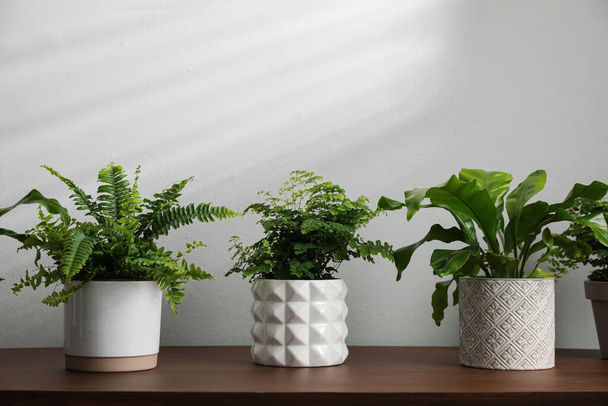 Beautiful fresh potted ferns on wooden table - 写真・画像