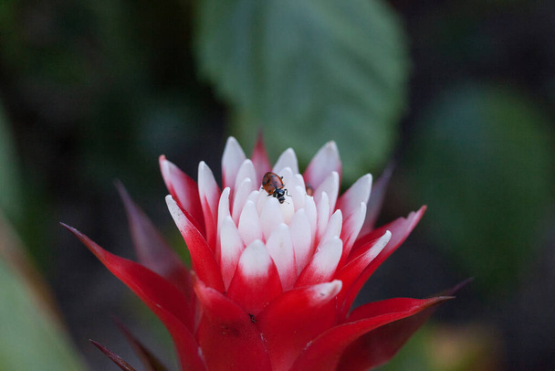 Punainen ja valkoinen bromeliad kukka lähentymiskykyinen nainen kovakuoriainen kutsutaan myös leppäkerttu Hippodamia convergens - Valokuva, kuva