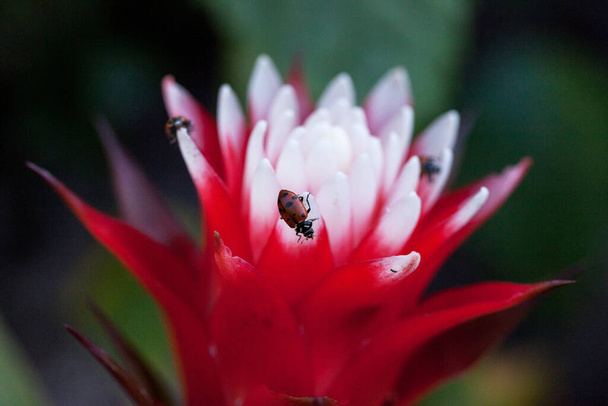 Flor de bromélia vermelha e branca com um besouro de senhora convergente também chamado de joaninha Hippodamia convergens - Foto, Imagem