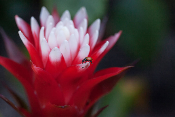 Red and white bromeliad flower with a Convergent lady beetle also called the ladybug Hippodamia convergens - Photo, Image