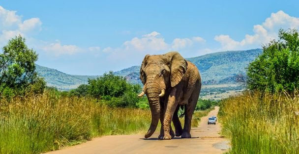 Огромный и затхлый африканский слон (Loxodonta Africana) блокпост в заповеднике ЮАР - Фото, изображение