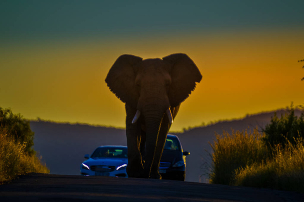 Huge and musth African elephant (Loxodonta Africana) road block in a South African nature reserve - Photo, Image