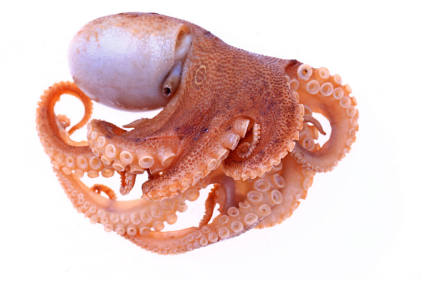 Octopus op een witte achtergrond - Foto, afbeelding