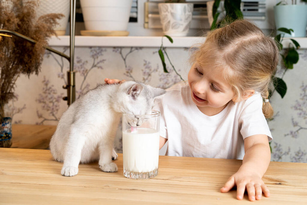 ένα μικρό ξανθό κορίτσι κάθεται σε ένα τραπέζι με ένα λευκό σκωτσέζικο γατάκι χαμογελά και παρακολουθεί καθώς το γατάκι πίνει γάλα από το ποτήρι της. - Φωτογραφία, εικόνα