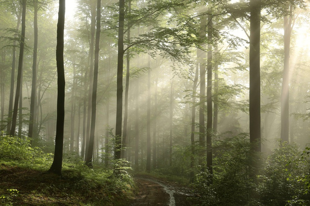 Wiosenny las bukowy o świcie - Zdjęcie, obraz