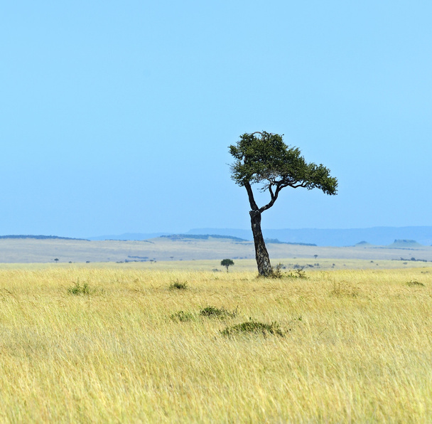 Kenii masai mara sawanny - Zdjęcie, obraz