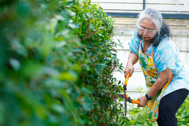 Spry Senior women wearing apron and clear transparent glasses to protection eyes while trimming a bush with large scissors. - Photo, Image