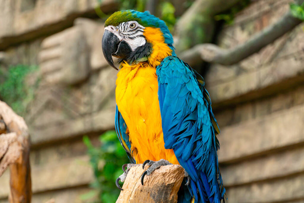 Niebiesko-żółta papuga z bliska. Duży ara papuga z ogromny dziób na tle dżungli - Zdjęcie, obraz