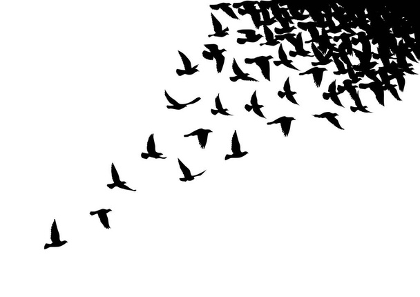 Силуэты летающих птиц на белом фоне. Векторная иллюстрация. изолированная птица летит. дизайн татуировки. - Вектор,изображение