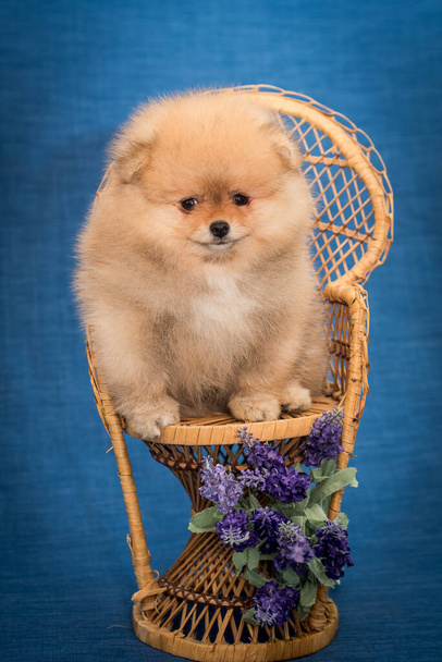 Ένα μικροσκοπικό και χνουδωτό σκυλάκι που σου ετοιμάζει μερικά δώρα, ένα χαριτωμένο αρκουδάκι με φιόγκο και ένα ωραίο κόκκινο φλιτζάνι Pomeranian Spitz - Φωτογραφία, εικόνα