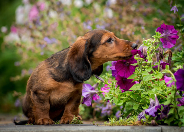 Ένα εξαιρετικά χαριτωμένο σκυλί κάθεται στο πάρκο, μυρίζοντας μερικά όμορφα μοβ λουλούδια, και απλά απολαμβάνοντας τη φύση Dachshund - Φωτογραφία, εικόνα