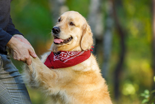 a retriever dog with a scarf around its neck folded its paws into the owner's hands. smart dog on blurred background of autumn forest selective focus - 写真・画像