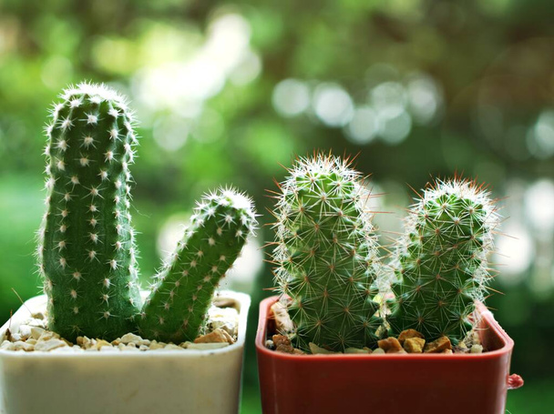 Cactus woestijnplanten in de tuin, close-up Egel cactussen, Trichocereeae, Echinopsis, met macro-afbeelding en wazige achtergrond - Foto, afbeelding