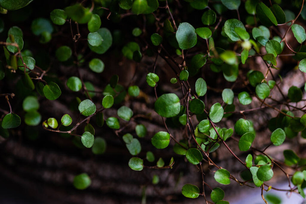Piccole foglie verdi come sfondo naturale - Foto, immagini