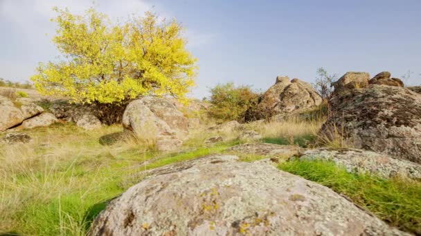 Der Baum trägt ein herbstliches Outfit. Aktovsiy canyon, Ukraine. Herbstbäume und große Steinbrocken ringsum. Live-Video - Filmmaterial, Video
