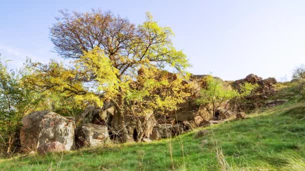 Drzewo jest ubrane w jesienny strój. Kanion Aktovsiy, Ukraina. Jesienne drzewa i duże kamienne głazy wokół. Wideo na żywo - Materiał filmowy, wideo