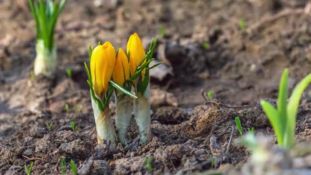 first yellow crocus flowers, spring saffron - Footage, Video