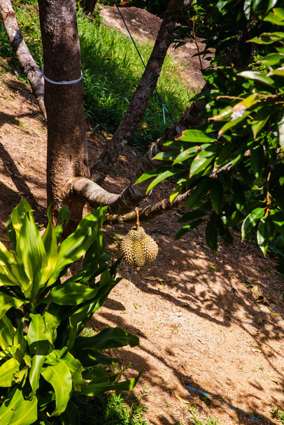 Fresh Durian on tree in orchard on island in Asia - Photo, Image