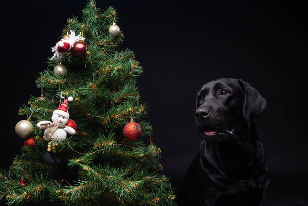 Retrato de un perro Labrador Retriever cerca del árbol verde del año nuevo. La foto fue tomada en un estudio fotográfico sobre un fondo negro. - Foto, Imagen