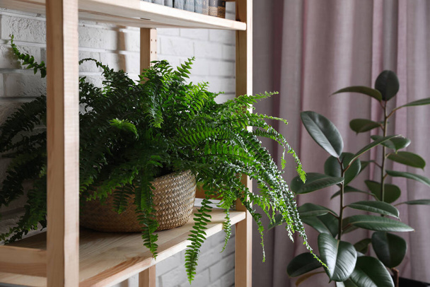 Fresh potted fern on wooden shelf in room - Zdjęcie, obraz