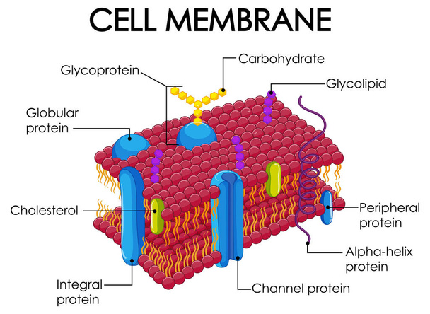 Illustration der Struktur menschlicher Zellmembranen - Vektor, Bild