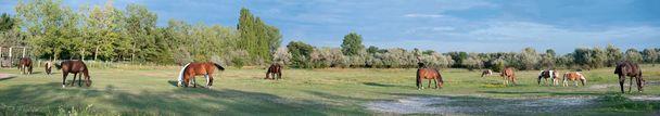 Πανόραμα από μια μάντρα με βοσκή άλογα, λαμβάνονται στην Κάτω Αυστρία - Φωτογραφία, εικόνα