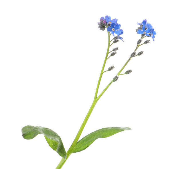 Beautiful blue Forget-me-not flowers isolated on white - Foto, imagen