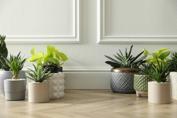 Different potted plants on floor near white wall, space for text. Floral house decor - Zdjęcie, obraz