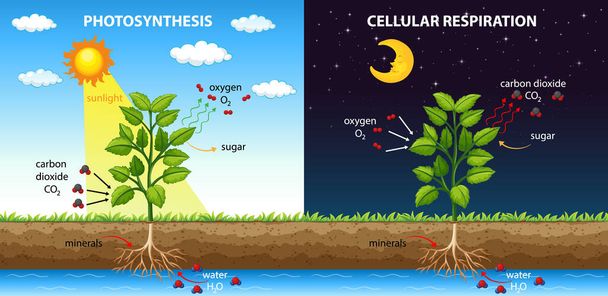 Schemat przedstawiający proces fotosyntezy i ilustracji oddychania komórkowego - Wektor, obraz