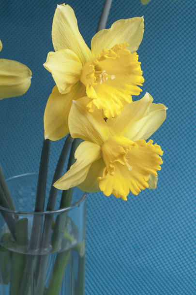Kukkakimppu keltaisia narsisseja lasisessa dekantterilasissa sinisellä pohjalla - Valokuva, kuva
