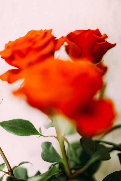 букет красных роз, абстрактный цветочный нечеткий винтажный цветочный фон - Фото, изображение