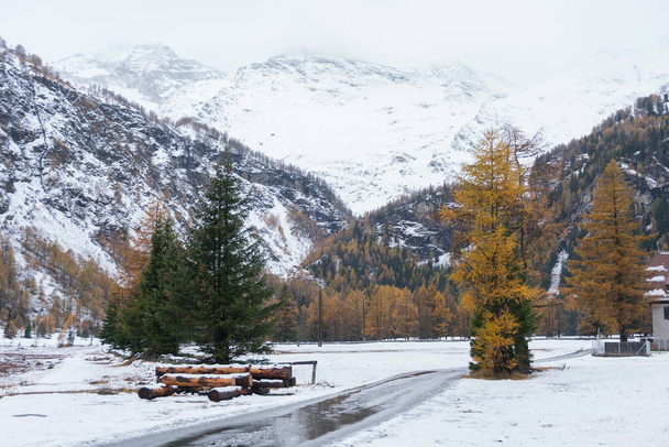 Snow-covered forest in the autumn along the way of the red train of the bernina - Foto, Imagem