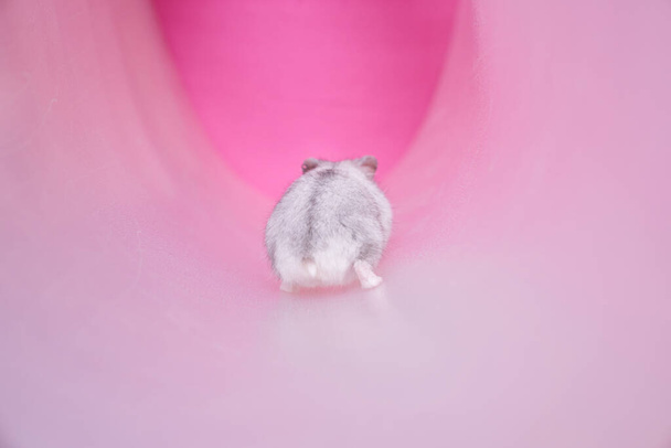Dzungarian grey hamster in a tube on a pink background. Hamster goes away. - Fotó, kép