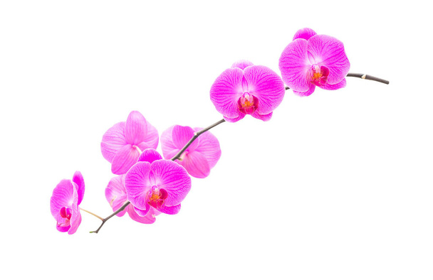 orchidee viola isolato su sfondo bianco. percorso di ritaglio - Foto, immagini