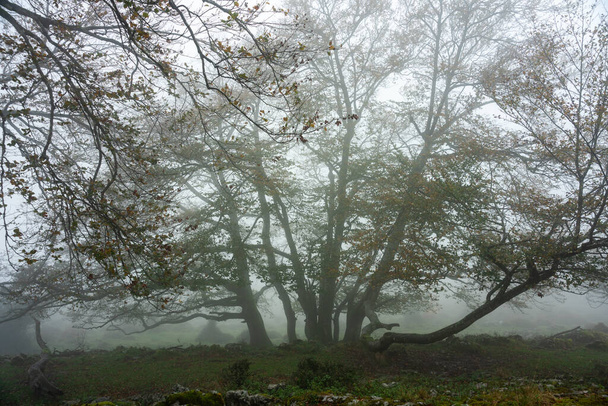 красочная осень в лесу отзаррета в природном парке Горбеа, Испания - Фото, изображение