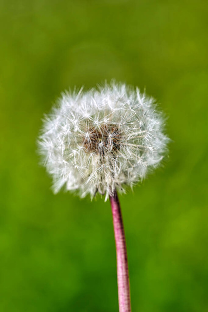 White ball of dandelion flower in the rays of sunlight on a background of grass - Zdjęcie, obraz