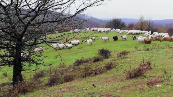 Stado owiec wypasanych na wzgórzu w sezonie wiosennym z kwitnącymi drzewami w deszczowe dni - Materiał filmowy, wideo