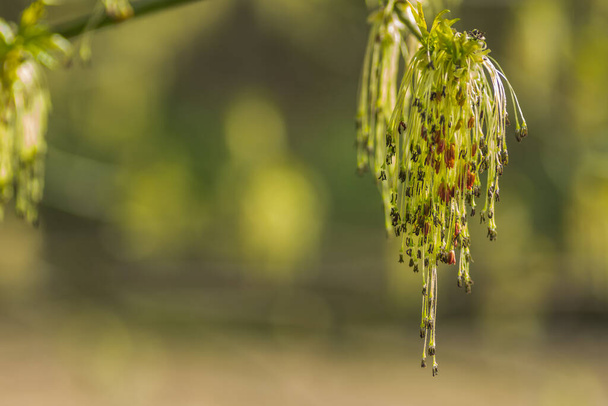 plants hanging from a tree in the nature in the spring - Foto, afbeelding