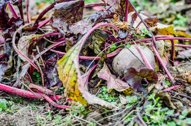 Il frutto della barbabietola rossa matura germogliato dal suolo - Foto, immagini