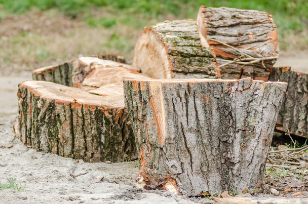 Cut logs, a natural material for heating in winter. - Photo, Image