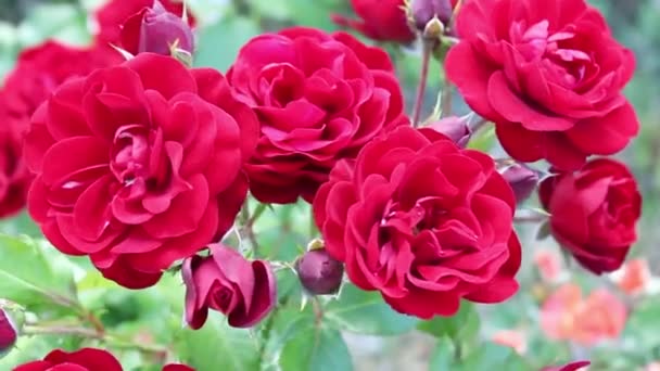 Rosas en el jardín. Rosas en la naturaleza. Flores florecientes - Imágenes, Vídeo