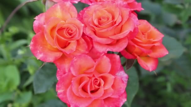 Πορτοκαλί τριαντάφυλλα. Τα τριαντάφυλλα ανθίζουν στον κήπο. Φυσική φύση. Ανθισμένα λουλούδια. Ένα μπουκέτο τριαντάφυλλα ως δώρο για διακοπές - Πλάνα, βίντεο