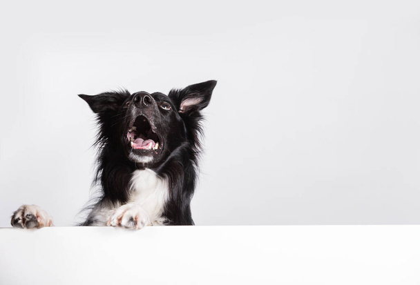Heureux collie frontalier surpris chien levant les yeux avec une bannière blanche ou une affiche en face de lui, isolé. Modèle de carte avec portrait d'un chien. Chien derrière tableau blanc vide. - Photo, image