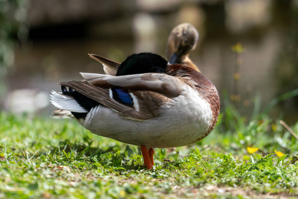 Feche de um pato de manhã em um parque. O pato limpa a sua plumagem e limpa-se. - Foto, Imagem