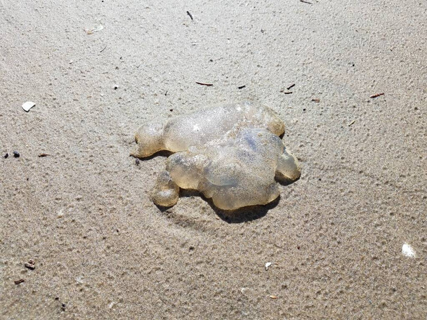 mrtvé medúzy vyplavené na písek na pobřeží nebo na pláži - Fotografie, Obrázek